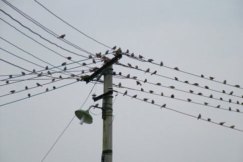 小鳥在電線上